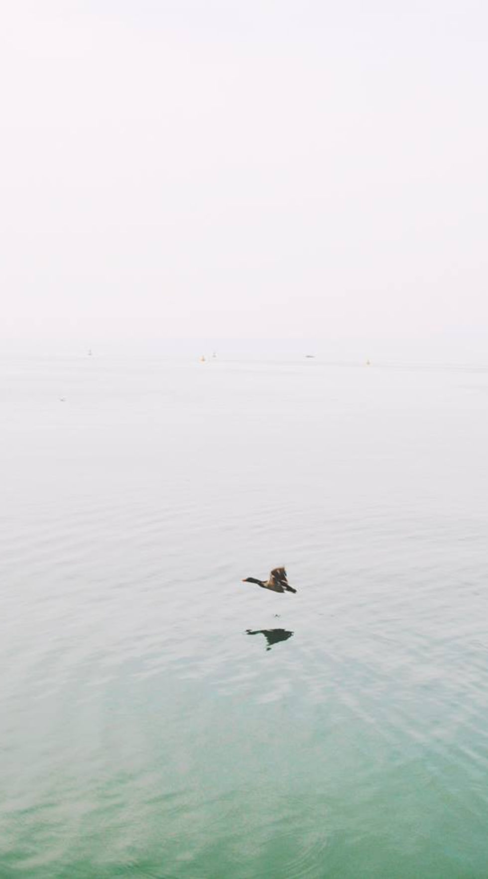Ducks Over the Lake